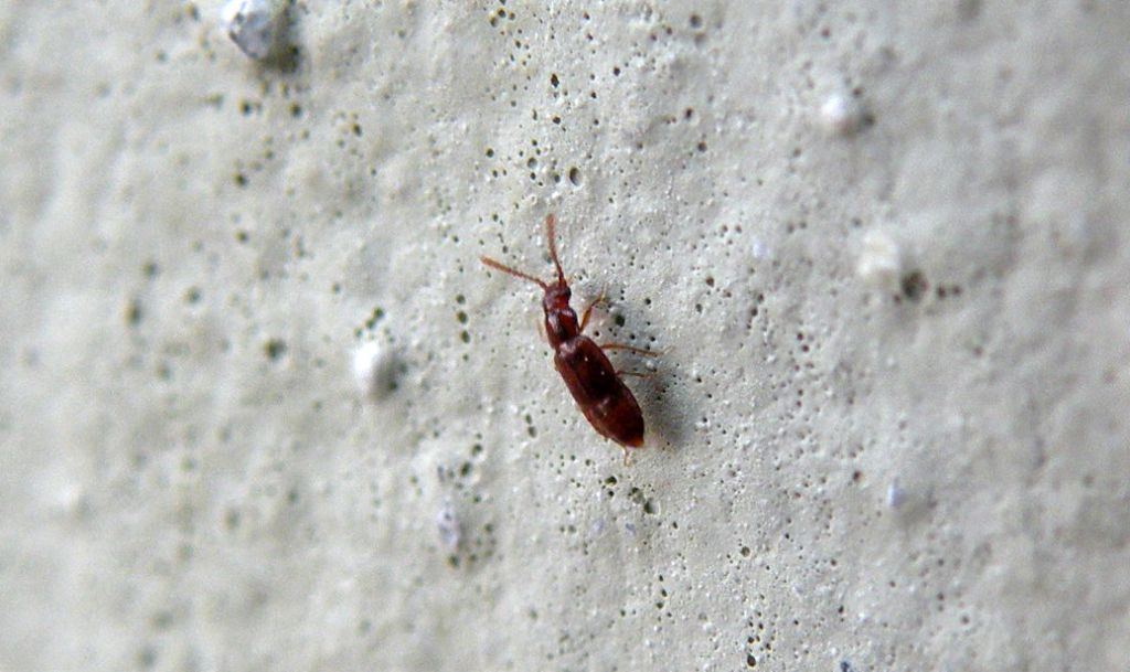 Piccolo Staphylinidae rosso...